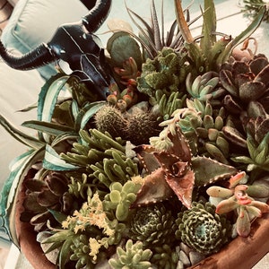 Boho style Cactus/Succulent pot. 10’