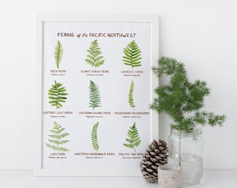 Pacific Northwest Ferns Art Print / Washington State Art / Fern Art / Pacific Northwest Art / Watercolor Art Print / Cottagecore Art / Ferns