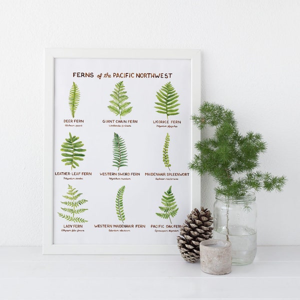 Pacific Northwest Ferns Art Print / Washington State Art / Fern Art / Pacific Northwest Art / Watercolor Art Print / Cottagecore Art / Ferns