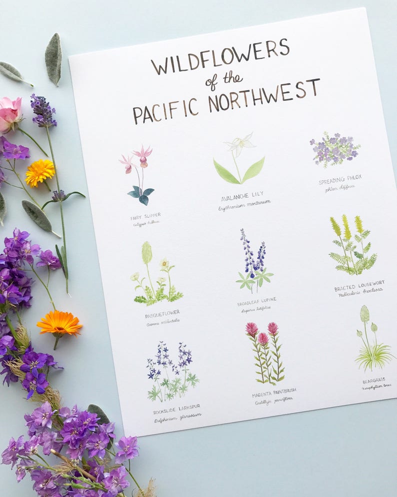 Pacific Northwest Wildflowers Art Print / Washington Art / Wildflowers Art / Pacific Northwest Art / Watercolor Art Print / Gifts for Her image 3