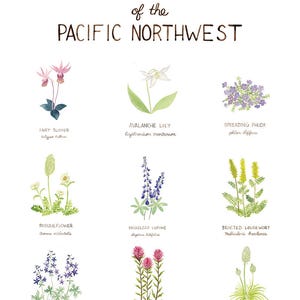 Pacific Northwest Wildflowers Art Print / Washington Art / Wildflowers Art / Pacific Northwest Art / Watercolor Art Print / Gifts for Her image 2