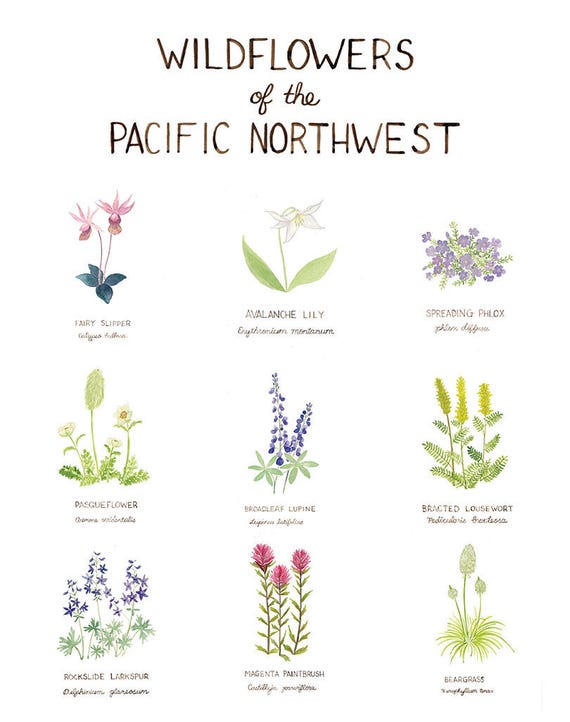 Pacific Northwest Wildflowers Art Print / Washington Art