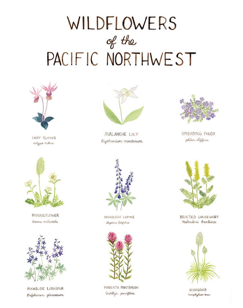 Pacific Northwest Wildflowers Art Print / Washington Art / Wildflowers Art / Pacific Northwest Art / Watercolor Art Print / Gifts for Her image 2