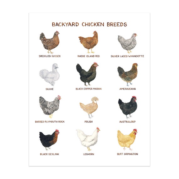 Backyard Chicken Breeds Art Print / Watercolor / Farmhouse Art