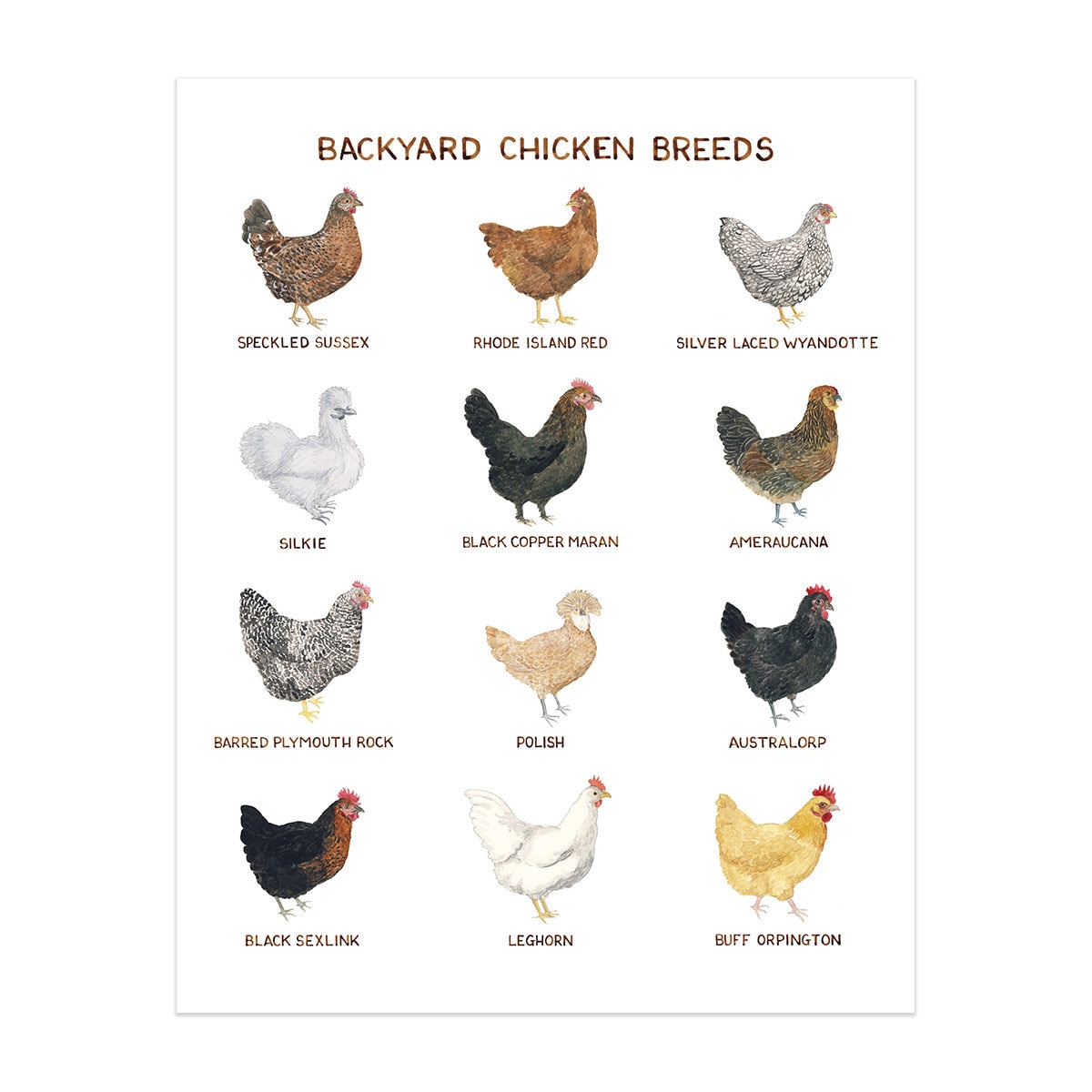 Backyard Chicken Breeds Art Print / Watercolor / Farmhouse Art / Gifts for  Her / Backyard Chickens / Farmhouse Art Print / Chicken Art 