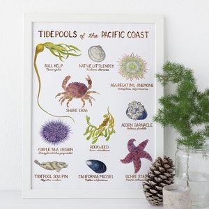 Pacific Coast Tidepools Art Print / Tide Pool Art / Tidepool Art / Pacific Northwest Art / Washington Art Print / Gifts for Him / Tidepool