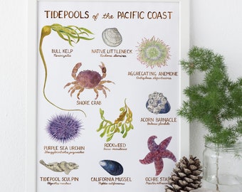 Tidepool - Etsy