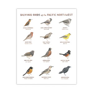 Backyard Birds of the Pacific Northwest Art Print / Washington State Art / Birds Art / Pacific Northwest Art / Gifts for Him / Birds