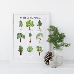 California Trees Art Print / Tree Art / California Art / Trees Art Print / Gifts for Her / Botanical Art / Watercolor Art Print