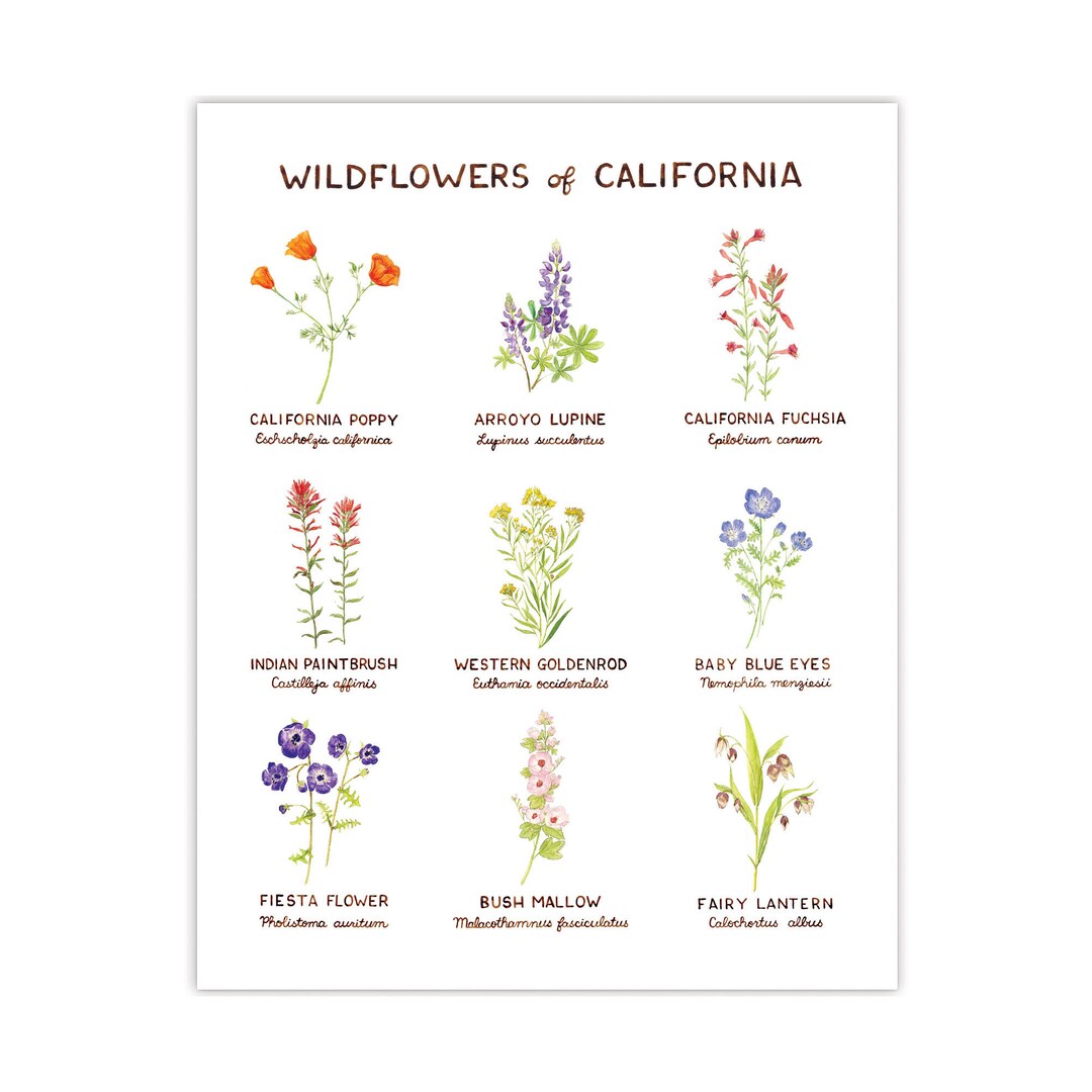 Wildflowers of California Art Print / California Art / Flower Art