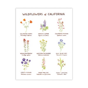 Wildflowers of California Art Print / California Art / Flower Art / Watercolor Art / Wildflower Art / Watercolor Wall Art / Gifts for Her