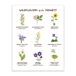 Midwest Wildflowers Art Print / Floral Art / Midwest Art / Wildflower Art Print / Gifts for Her / Botanical Art / Watercolor Art Print image 3