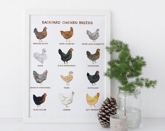 Backyard Chicken Breeds Art Print / Watercolor / Farmhouse Art / Gifts for Her / Backyard Chickens / Farmhouse Art Print / Chicken Art