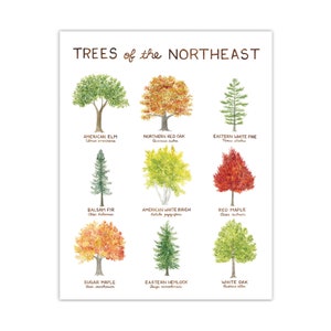 Trees of the Northeast Art Print / New England Art / Tree Art / Watercolor Art / Cabin Decor / Watercolor Wall Art / Gifts for Him