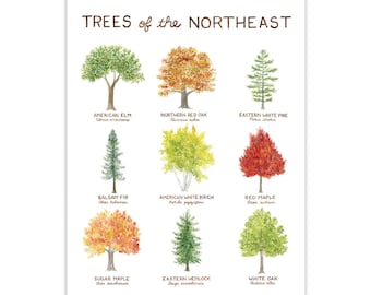 Trees of the Northeast Art Print / New England Art / Tree Art / Watercolor Art / Cabin Decor / Watercolor Wall Art / Gifts for Him