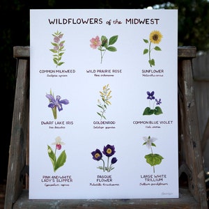 Midwest Wildflowers Art Print / Floral Art / Midwest Art / Wildflower Art Print / Gifts for Her / Botanical Art / Watercolor Art Print image 2