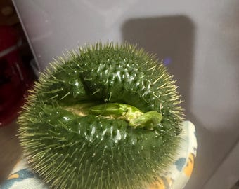 Oviedo Spiky Chayote – Prickly Chayote - Rare Sprouted Variety for Planting