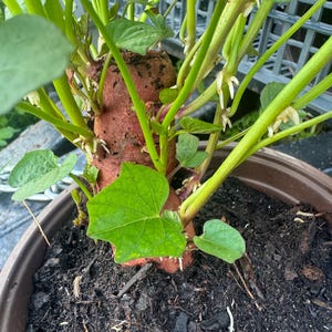 Organic Stokes Sprouted Yam Plant – Purple Sweet Potato for Growing