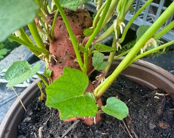 Organic Stokes Sprouted Yam Plant – Purple Sweet Potato for Growing