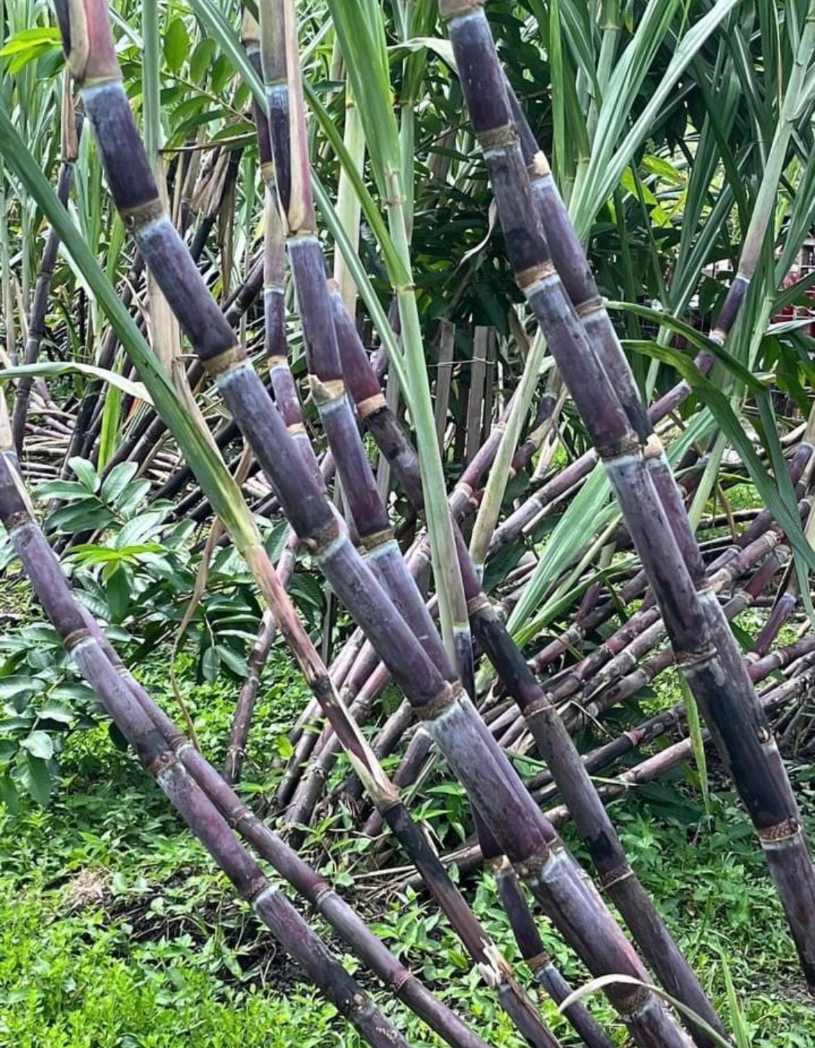 Sugar Cane Plant - Edible Saccharum 'Sweet Black' LIVE Plant, 4" Pot, Sugarcane Tree For Home Or Garden