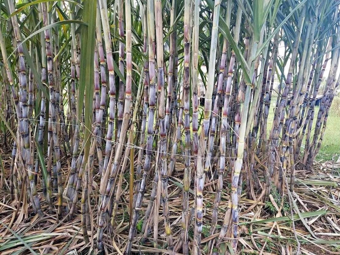 Brazilian Giant Sugarcane Cuttings - Rooted for Planting (Pack of 5)