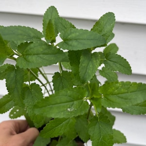 May include: A close-up of a green plant with textured, oval-shaped leaves. The plant is held in a black pot. The leaves have a slightly serrated edge and a vibrant green color, with some showing minor imperfections.