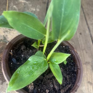 May include: A small green plant with large leaves growing in a brown pot. The plant is in a dark brown pot with black soil.