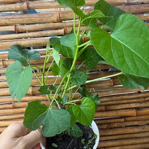 May include: A vibrant green plant with heart-shaped leaves in a red and white cup. The plant has multiple stems and is set against a bamboo background. The leaves are a bright green color.