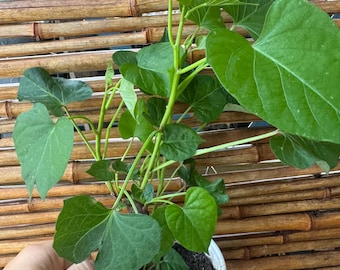 Stockes ORGANIC Purple Sweet Potatoes plant with pot, ready for growing