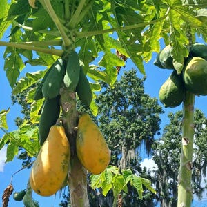 Papaya plant with pot, strong and big fruit producing, please see final picture for real item