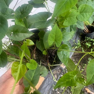 May include: A close-up shot of a potted plant with large, vibrant green leaves. The leaves have a heart-like shape and are growing on thin, brown stems. The plant is in a black plastic pot, and the background is blurred.