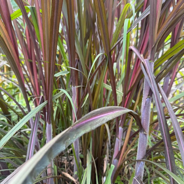 Elephant Purple Grass Cuttings - Hybrid Plant - Pack of 10