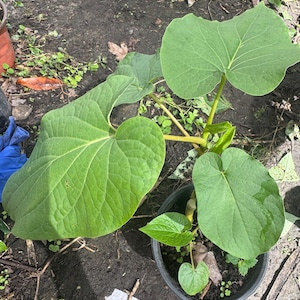 Pot of 1-2 plants with roots Mexican pepper leaf|  Root beer leaf| Yerba Santa |holy leaf |Piper auritum | Hoja Santa. Strong to grow.