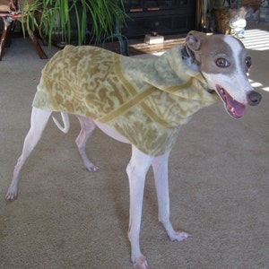 May include: A white Italian Greyhound dog wearing a brown and beige patterned fleece sweater. The dog is standing on a light brown carpet.