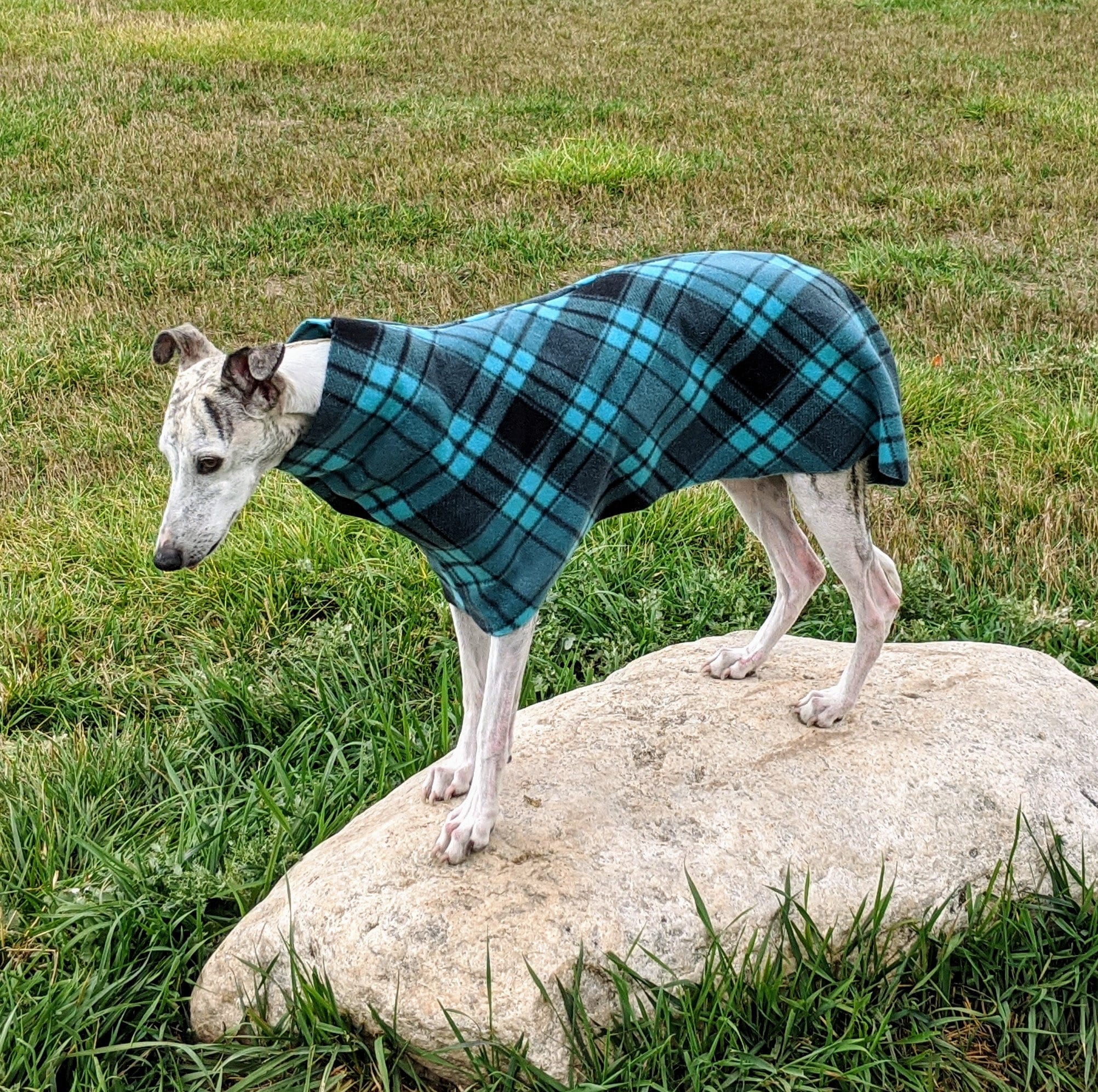 Annie's sales greyhound coats