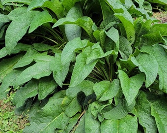 Russian Comfrey Bocking 4, Root Cuttings by the Dozen. Leaves and stalks great for animal fodder.