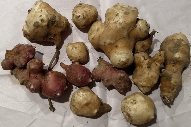 12 Sunchoke Jerusalem Artichoke Tubers Dozen per Order Etsy