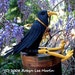 see more listings in the CROWS, RAVENS, MAGPIES section