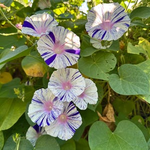 May include: Close-up of five white and purple striped morning glory flowers with pink centers. The flowers are blooming on a green vine with heart-shaped leaves.