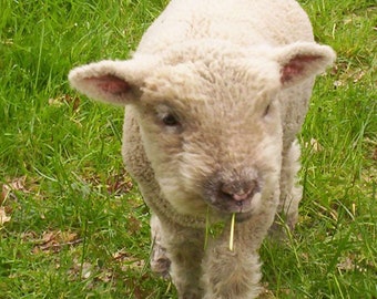 No-Kill Animal Rescue--Please Help Us Feed and Vet Our Rescues