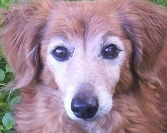 No-Kill Animal Rescue--Please Help Us Feed and Vet Our Rescues