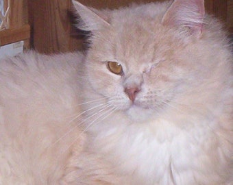 PLEASE! HELP VET Our Rescue Animals--No-Kill Farm