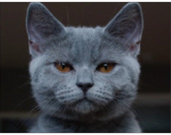 Please HELP SICK CAT--Jacob the Rescue Cat Has Rare Condition---Animal Rescue