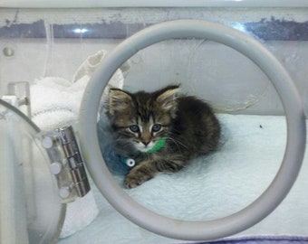 No-Kill Animal Rescue--Please Help Us Feed Our Rescues