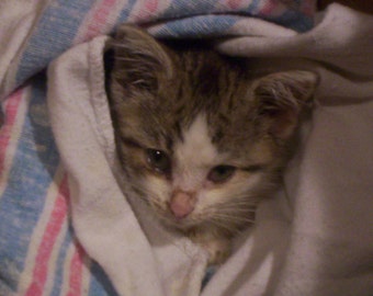 Animal Rescue--Sponsor the Spay/Neuter of a Rescue Cat