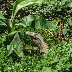 Komodo Dragon Surveying Photo