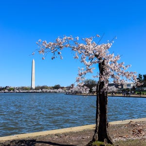 Può includere: Un albero di ciliegio in fiore con fiori rosa in piena fioritura si erge di fronte a uno specchio d'acqua con un obelisco bianco sullo sfondo. Il cielo è di un azzurro limpido.