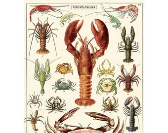 Vintage Crustaceans Greeting Card by Cavallini to Frame or Use in Craft Projects PSS 5611