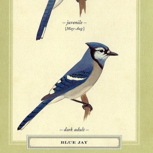 Blue Jay Postcard par David Sibley à Frame, Mail ou utilisation dans Paper Arts and Mixed Media Projects PSS 4502