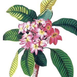 Plumeria Postkarte New York Botanische Gärten zum Einrahmen oder Verwenden in Papierkunst PSS 5348